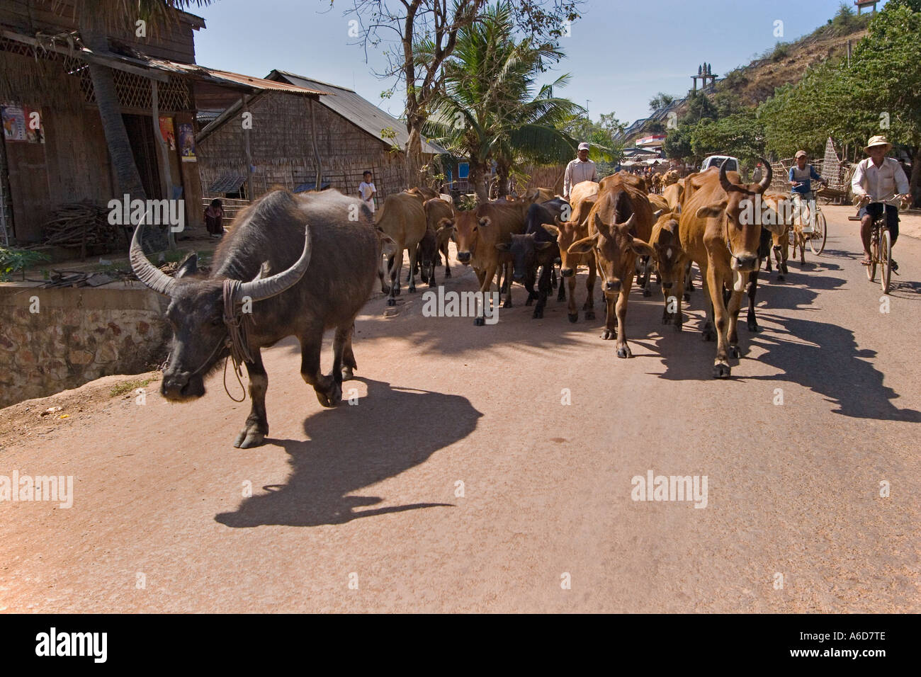 Cattle a water buffalo are herded through the street of a village near Siem Reap Cambodia Stock Photo