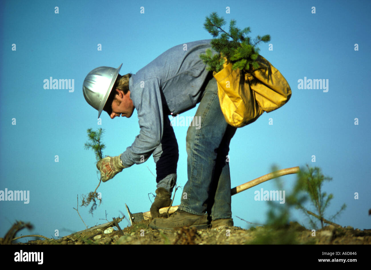 Reforestation tree planting Douglas Fir trees Washington Stock Photo