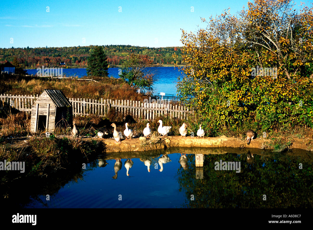 Kings landing historical settlement hires stock photography and images