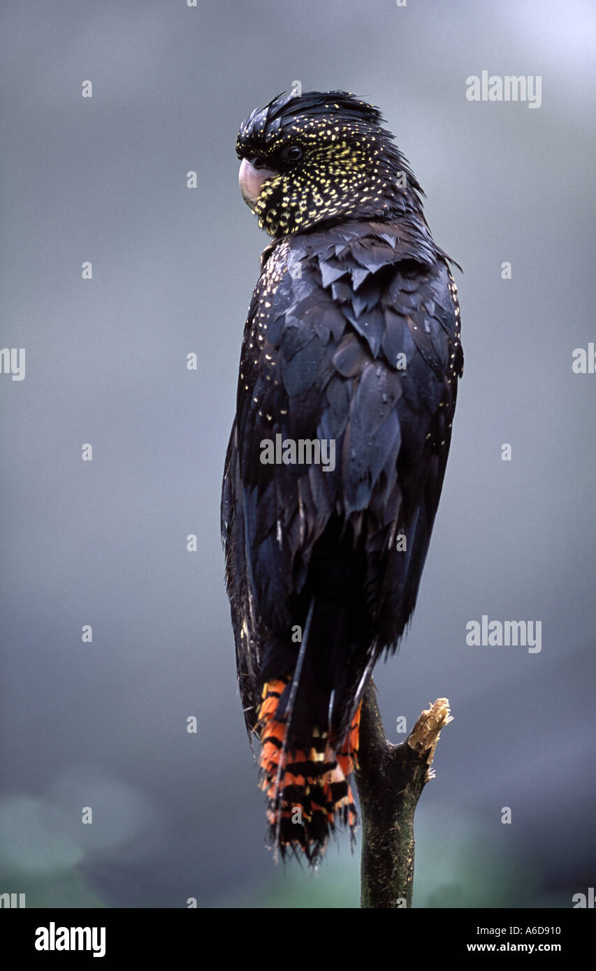 Red Tailed Black Cockatoo Calyptorhynchus magnificus Queensland Australia Stock Photo Alamy