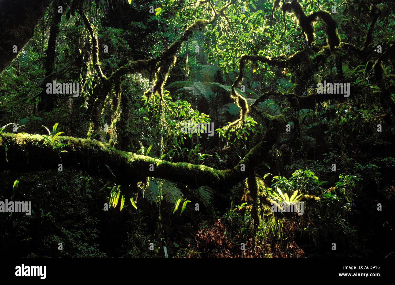 Border ranges world heritage hires stock photography and images Alamy