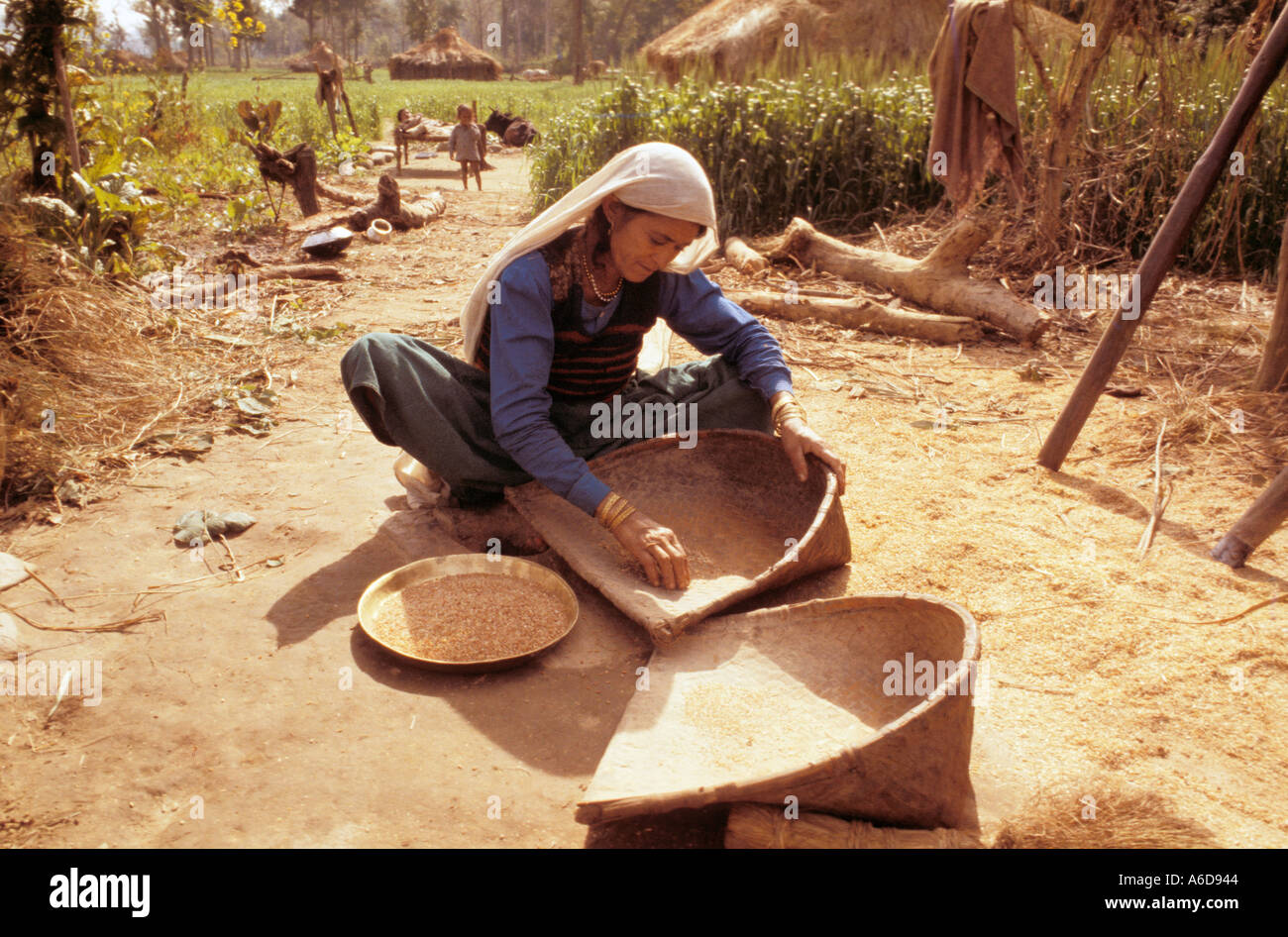 Indian villager sorting through the wheat grains Stock Photo Alamy