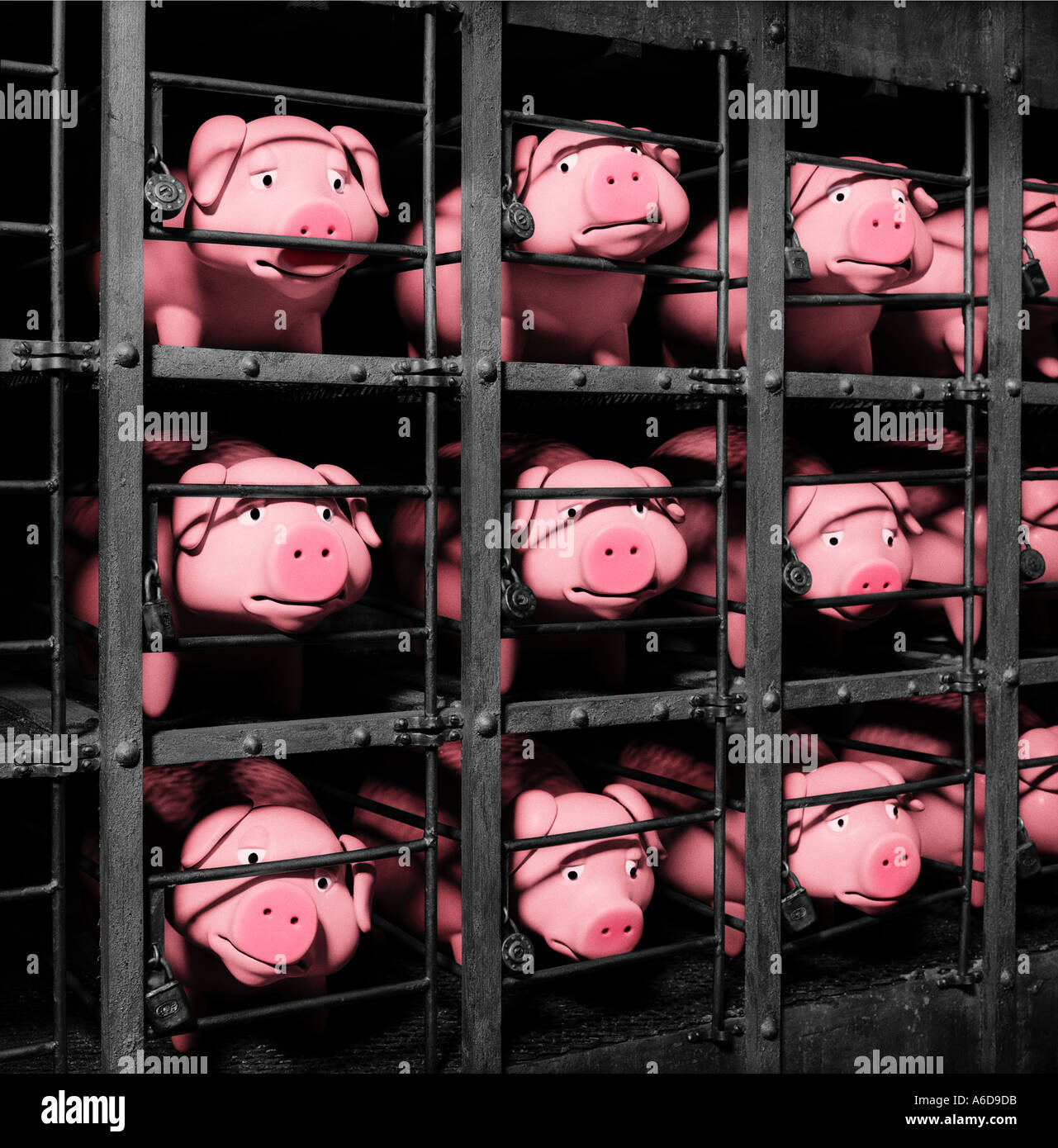 Caged Pigs Stock Photo