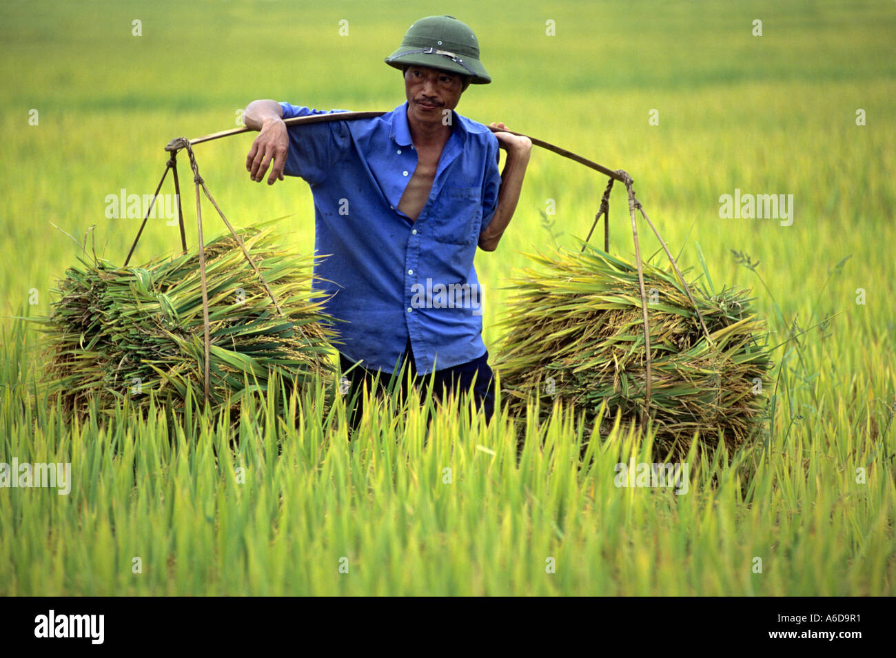 Rice harvest, Thai Nguyen Province, Vietnam Stock Photo