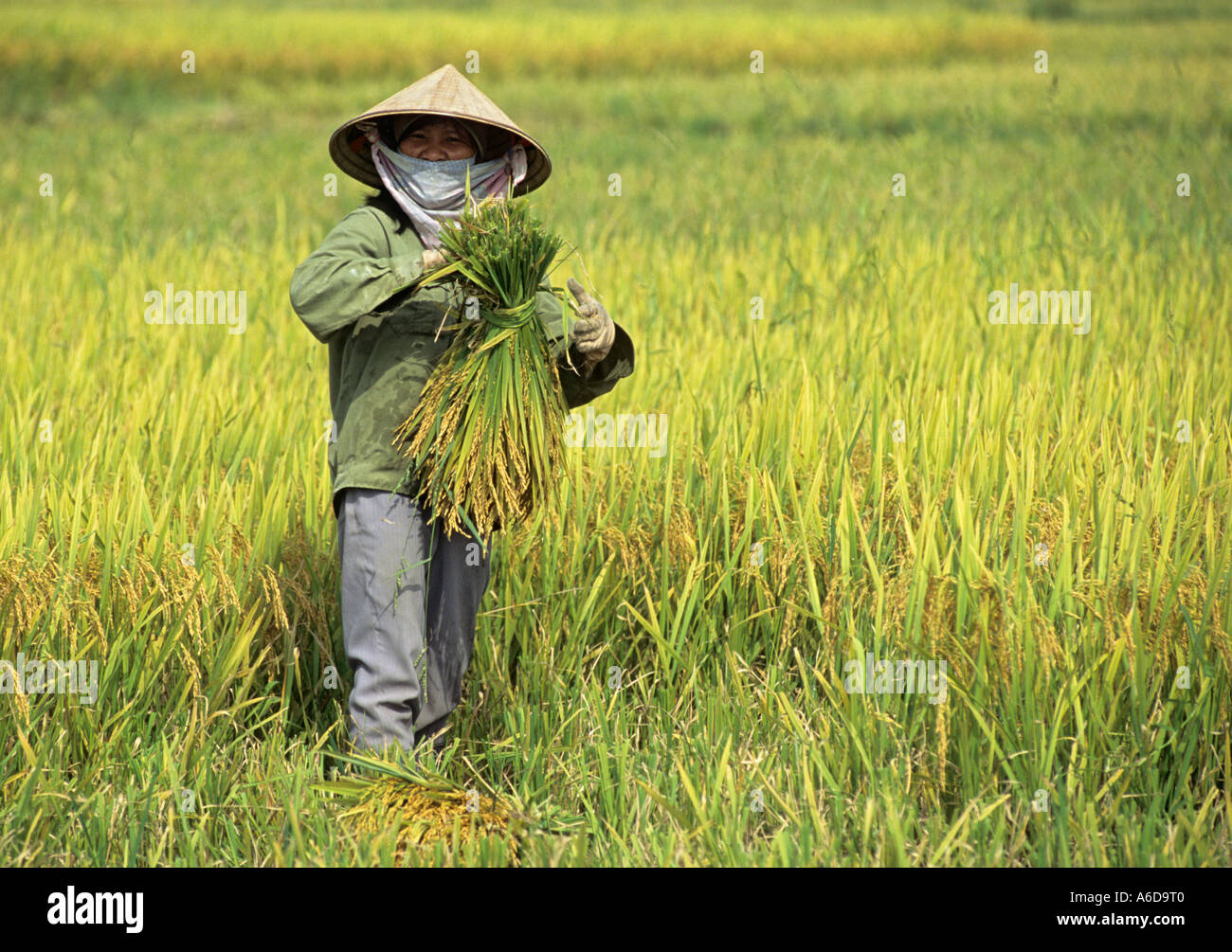 Agricutural economy hi-res stock photography and images - Alamy