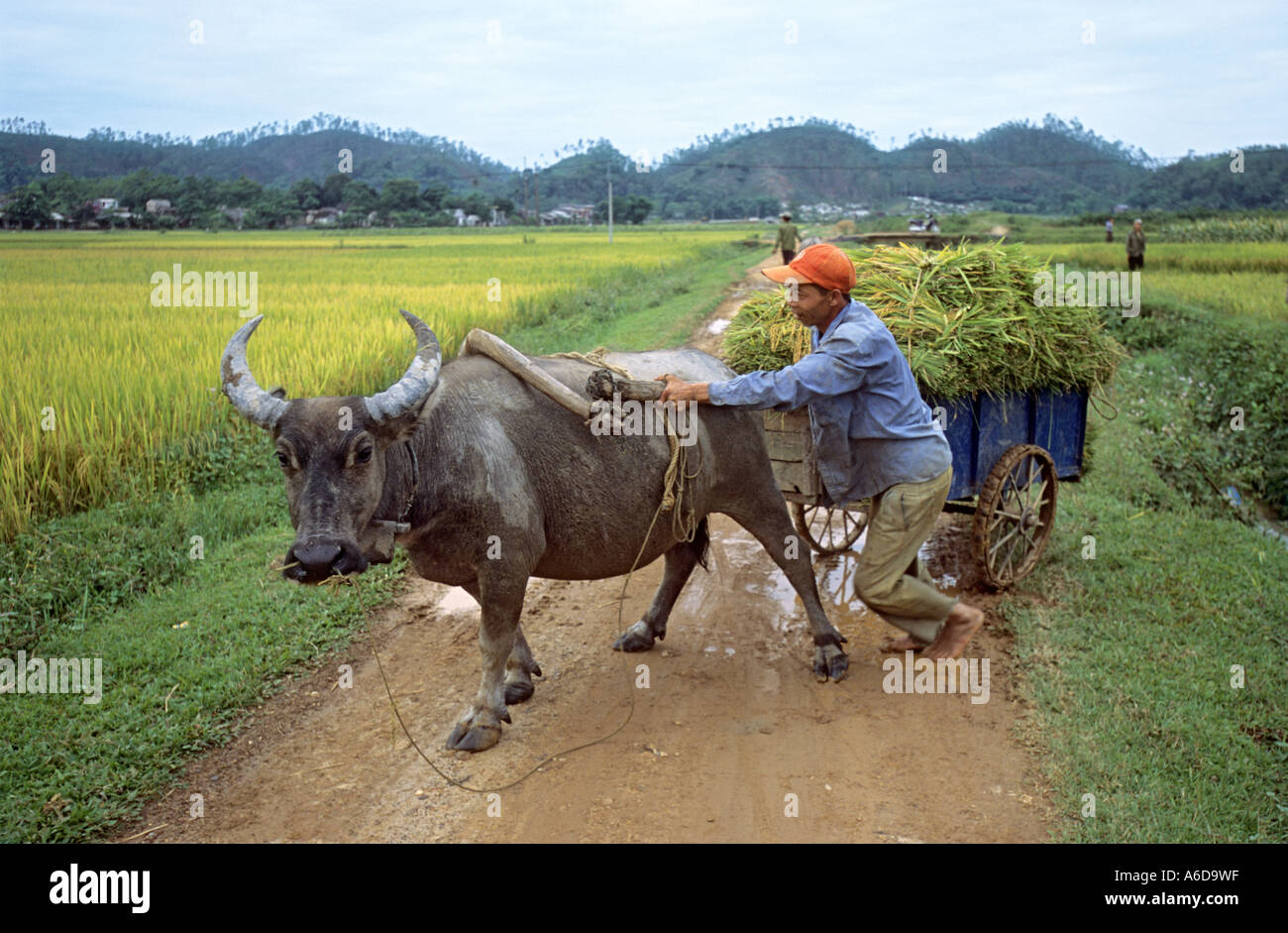 Rice harvest, Thai Nguyen Province, Vietnam Stock Photo