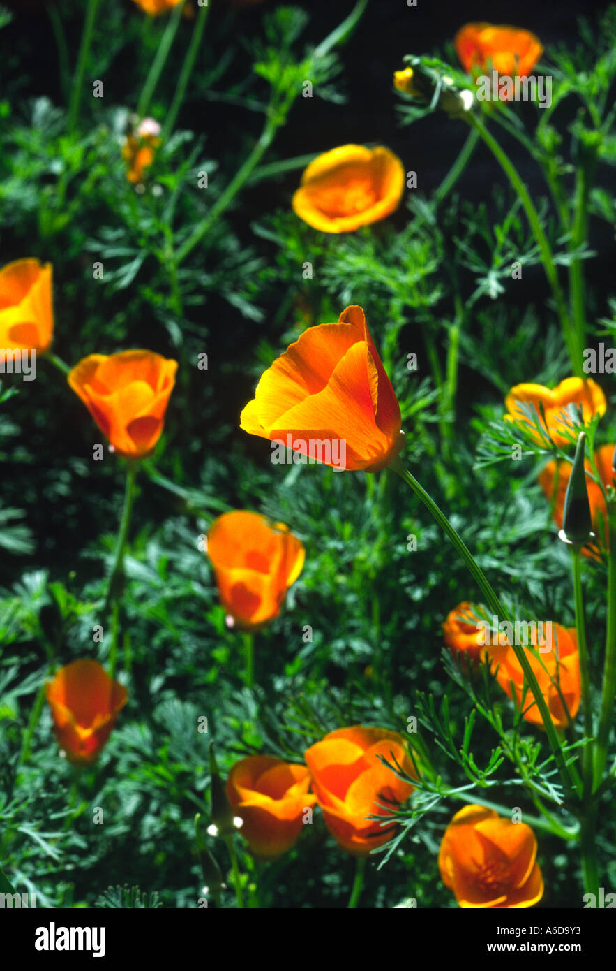 California poppy Eschscholtzia californica blossoms flowers, poppies San Francisco Stock Photo