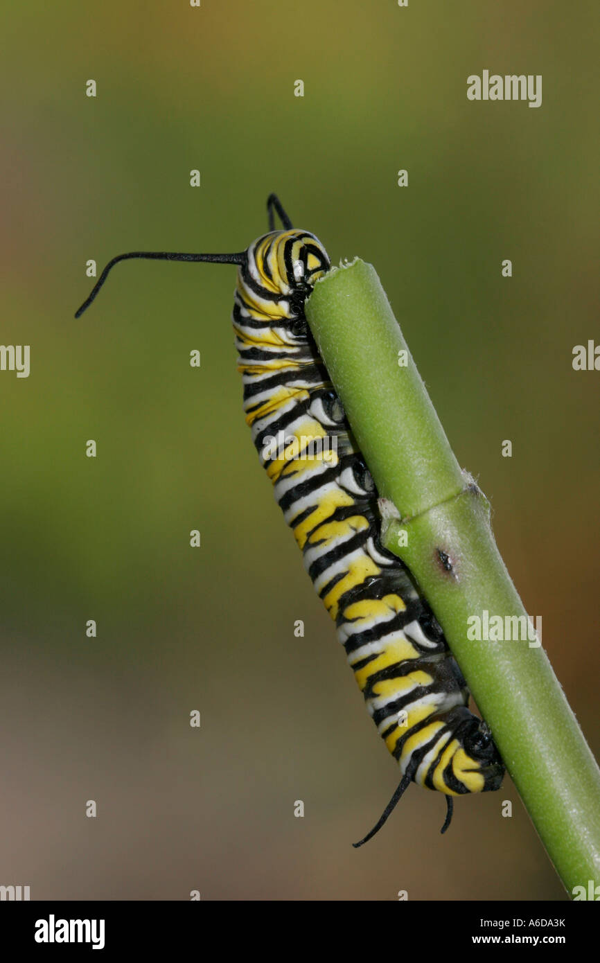 Close-up of a caterpillar of a Monarch Butterfly on a twig (Danaus ...
