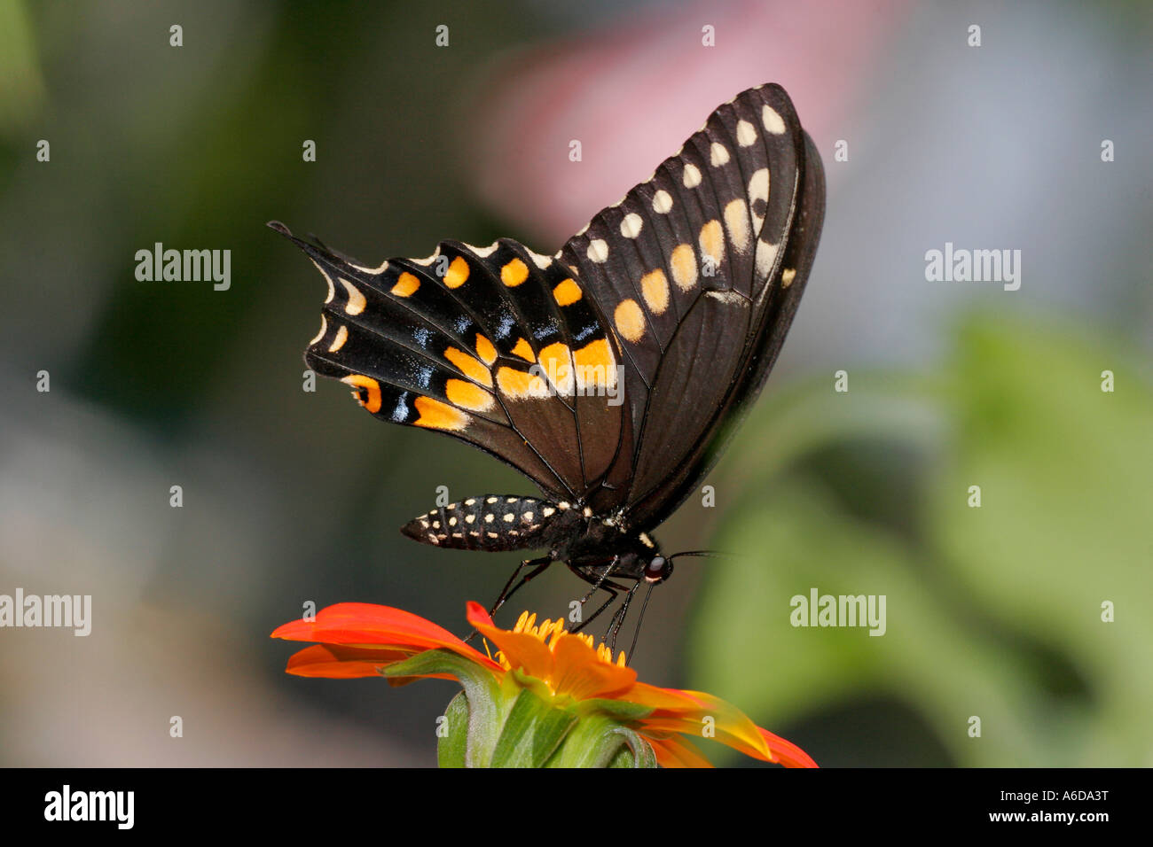 Close-up of a Black Swallowtail Butterfly on a flower pollinating (Papilio polyxenes) Stock Photo