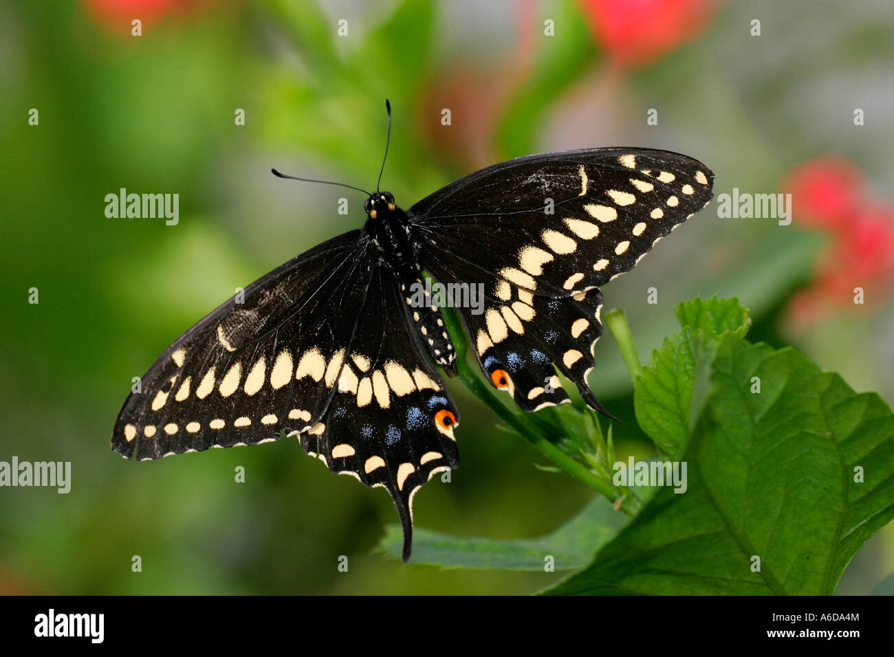 High angle view of a Black Swallowtail Butterfly on a leaf (Papilio polyxenes) Stock Photo
