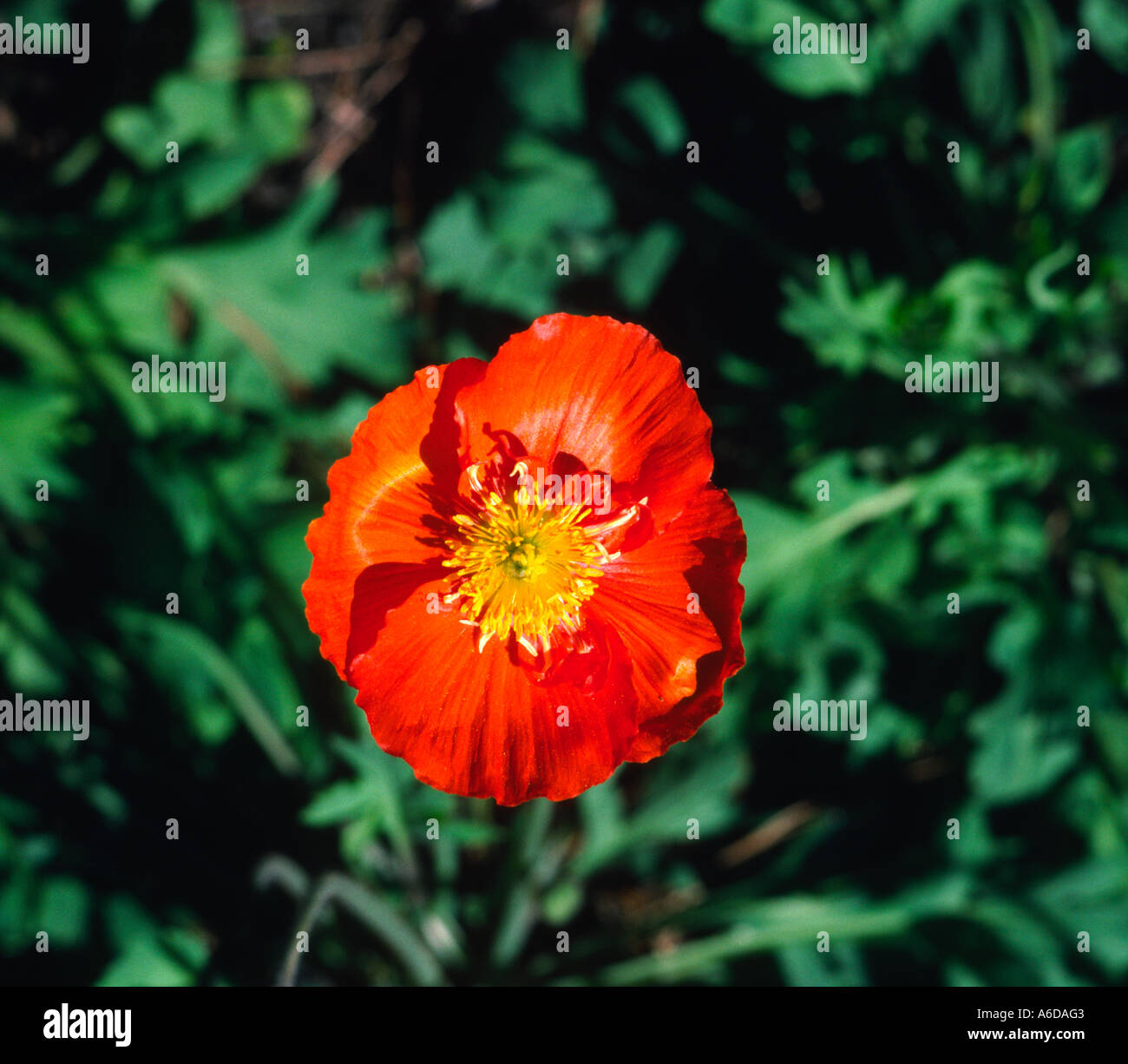 Iceland poppy Papaver nudicaule flower blossom plant Stock Photo Alamy