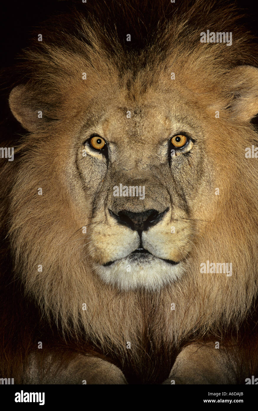 Moroccan barbary lion hires stock photography and images Alamy
