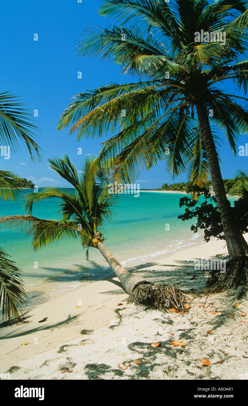 Plage Des Salines Martinique Stock Photo Alamy Plage Des Salines Martinique Stock Photo Alamy