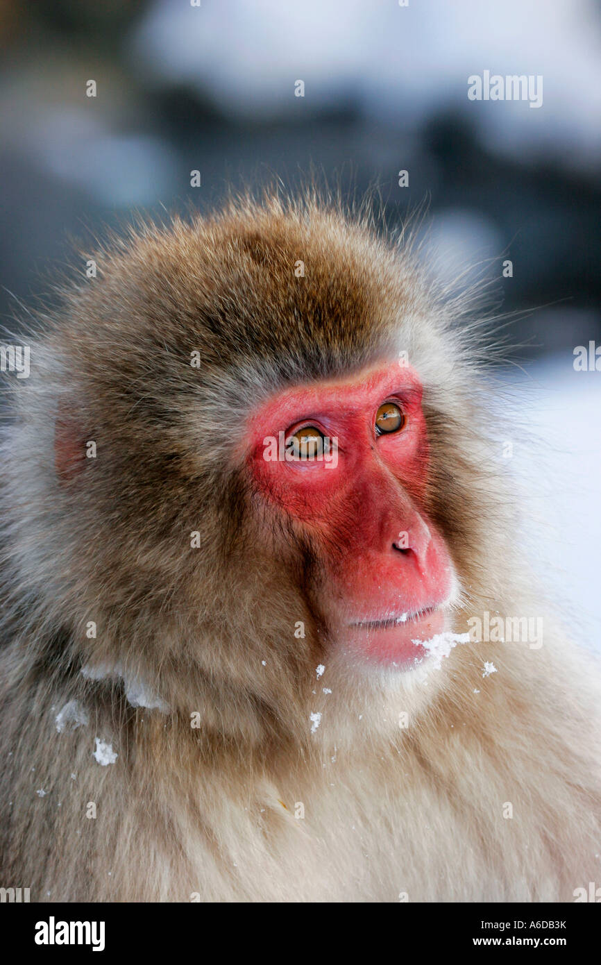 Macaca fuscata eye hi-res stock photography and images - Alamy