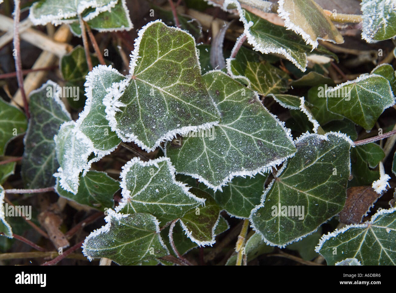 frosted ivy leaves Stock Photo Alamy