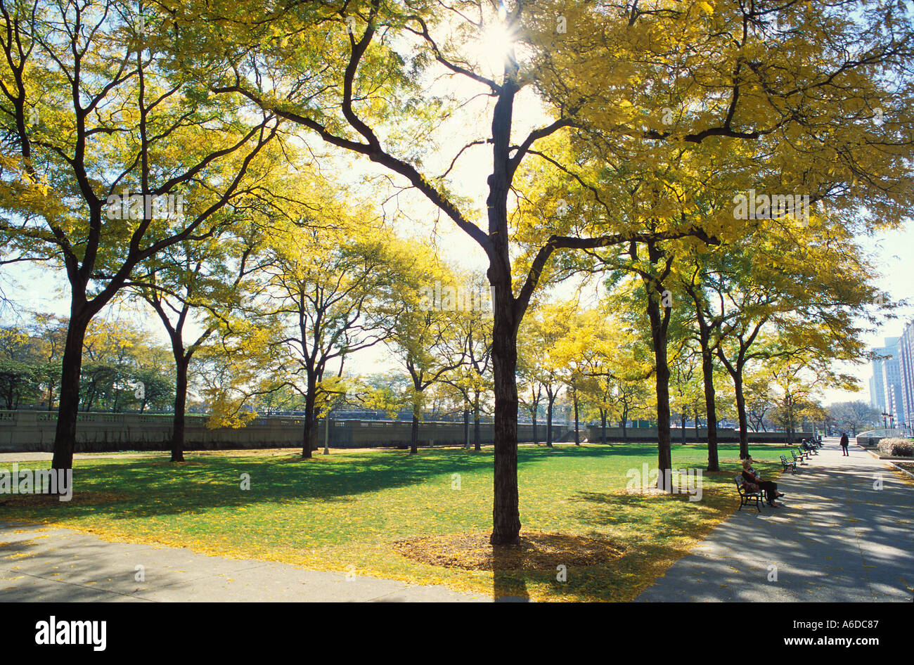Fall colors in Grant Park Chicago Illinois Stock Photo
