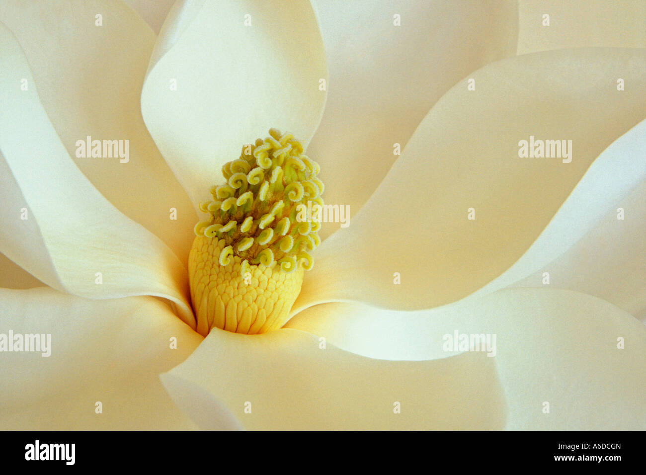 Close-up of a magnolia Stock Photo - Alamy