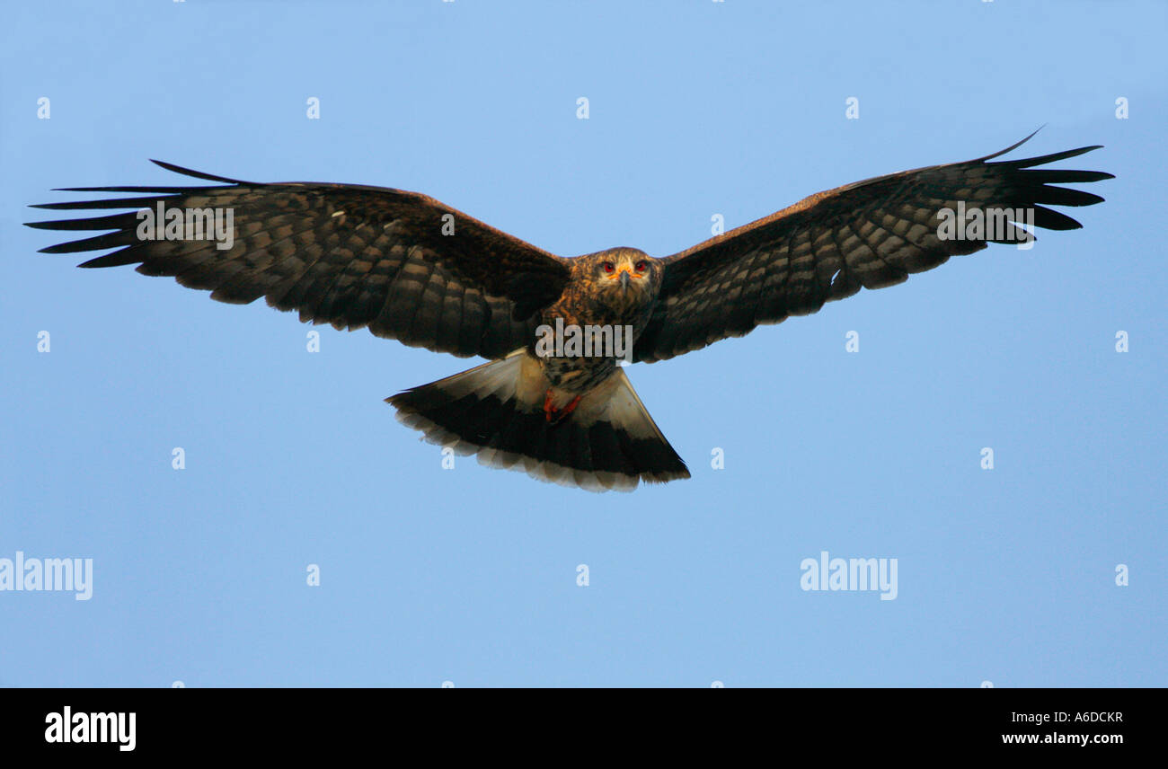 Low angle view of a Snail Kite flying in the sky (Rostrhamus sociabilis) Stock Photo