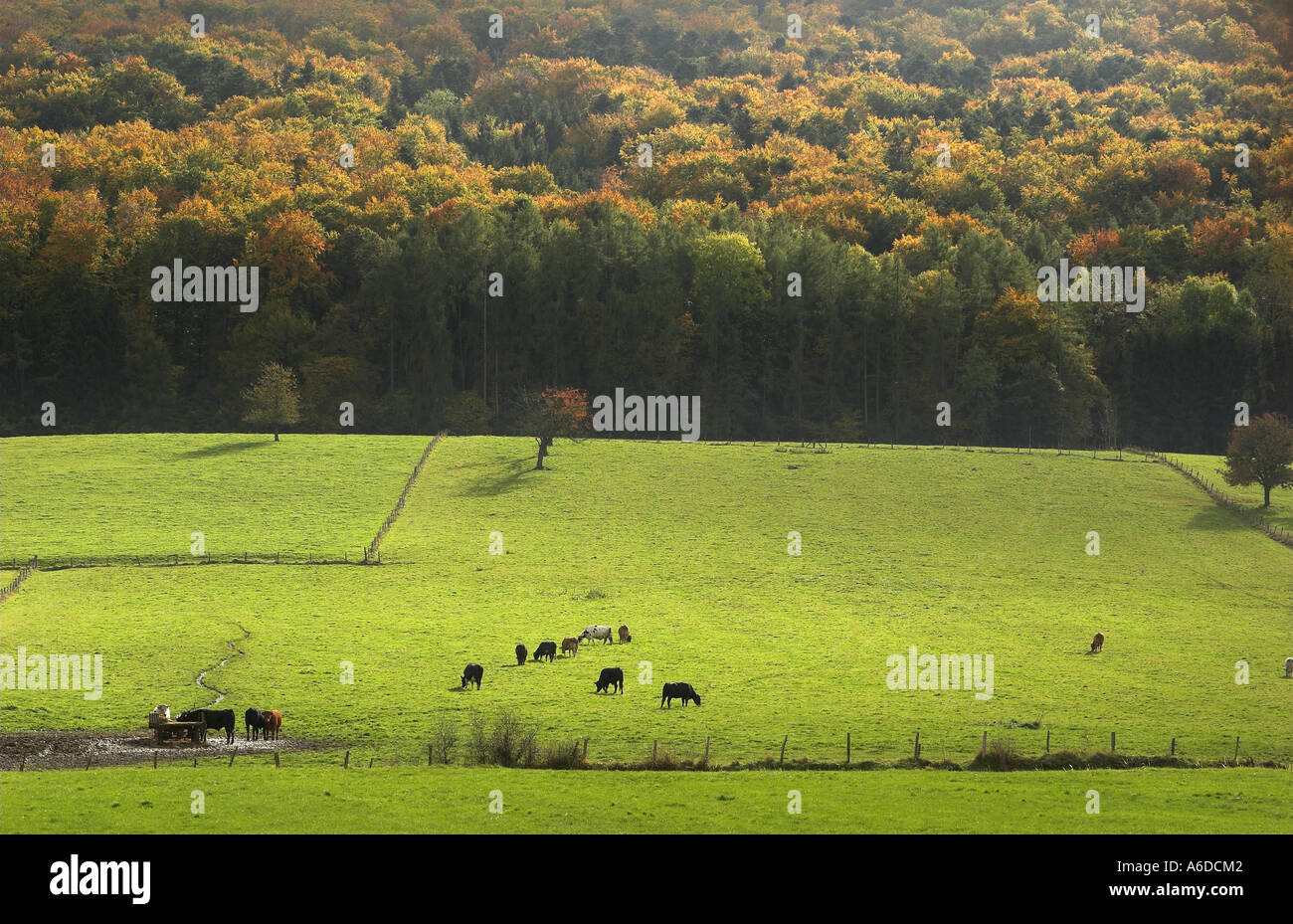 autumn in the countryside in alsace france cows on a green field. Phato made in the Sundgau near ferrette Stock Photo