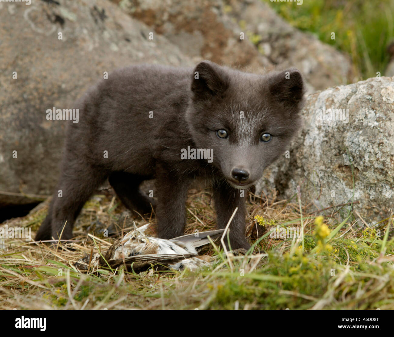 Close-up of an Arctic Fox pup standing on the grass, Iceland (Alopex lagopus) Stock Photo
