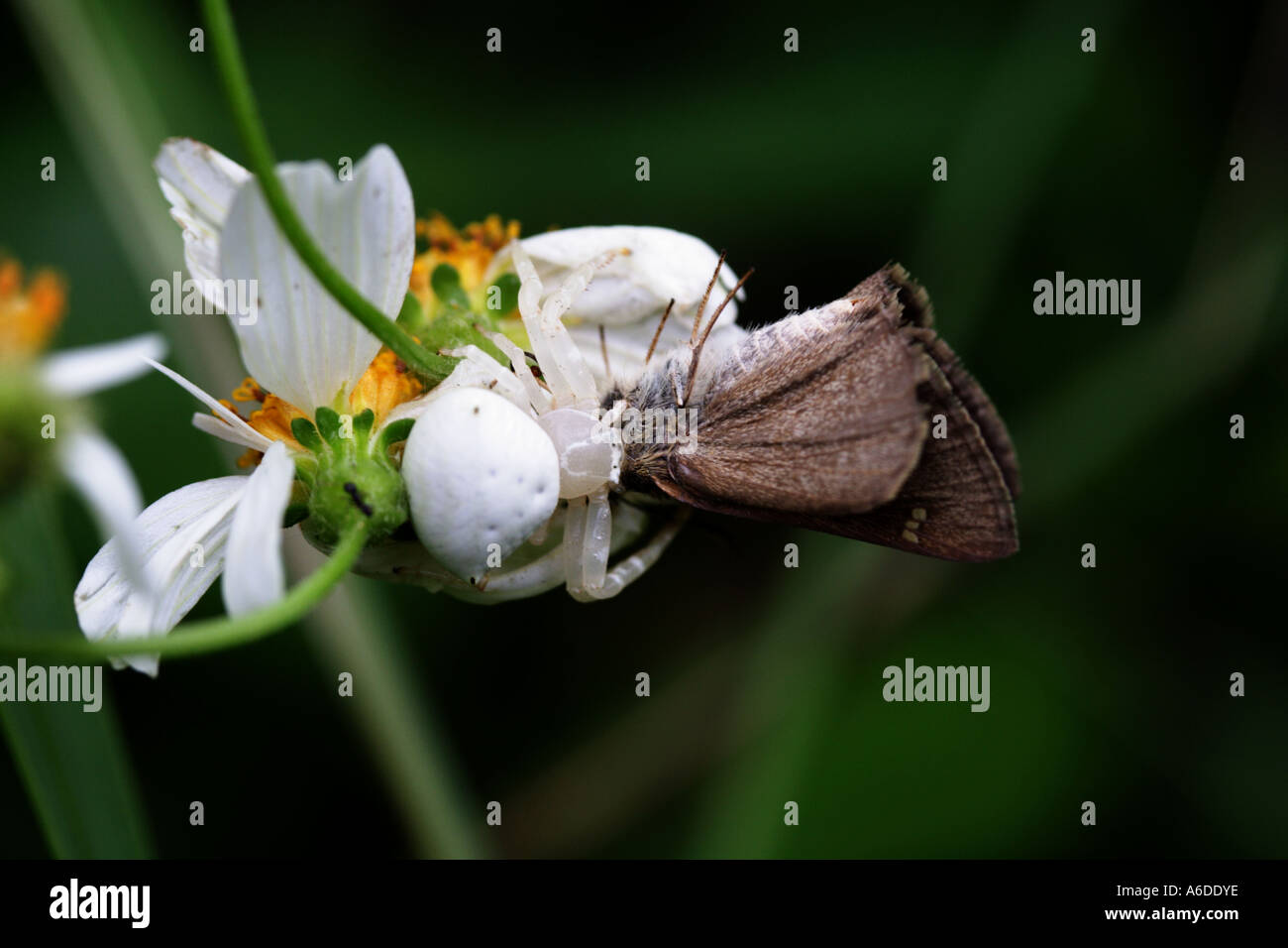 Garden spider eating moth hires stock photography and images Alamy
