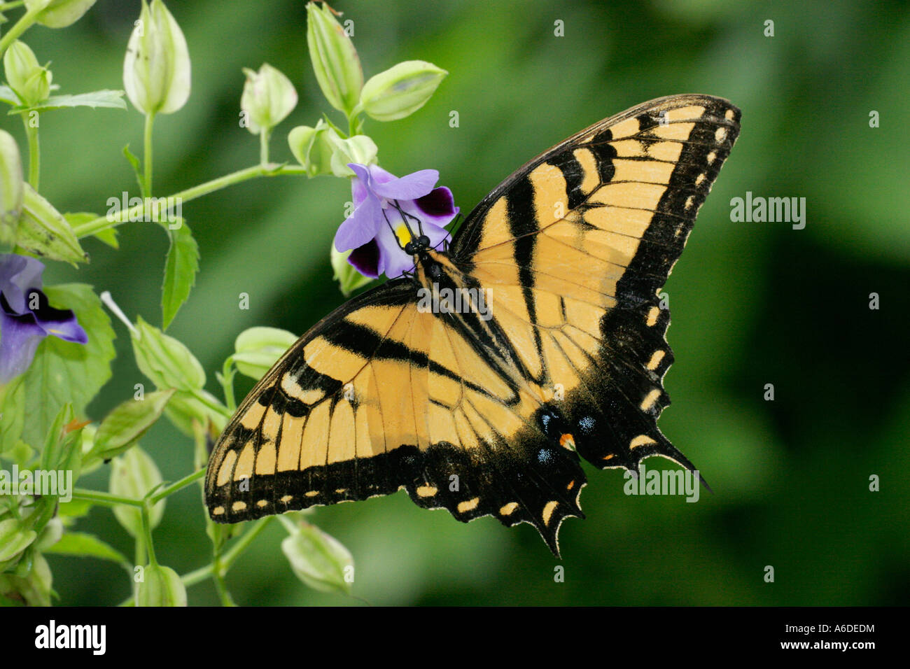 Close-up of a Giant Swallowtail butterfly pollinating a flower (Papilio cresphontes) Stock Photo
