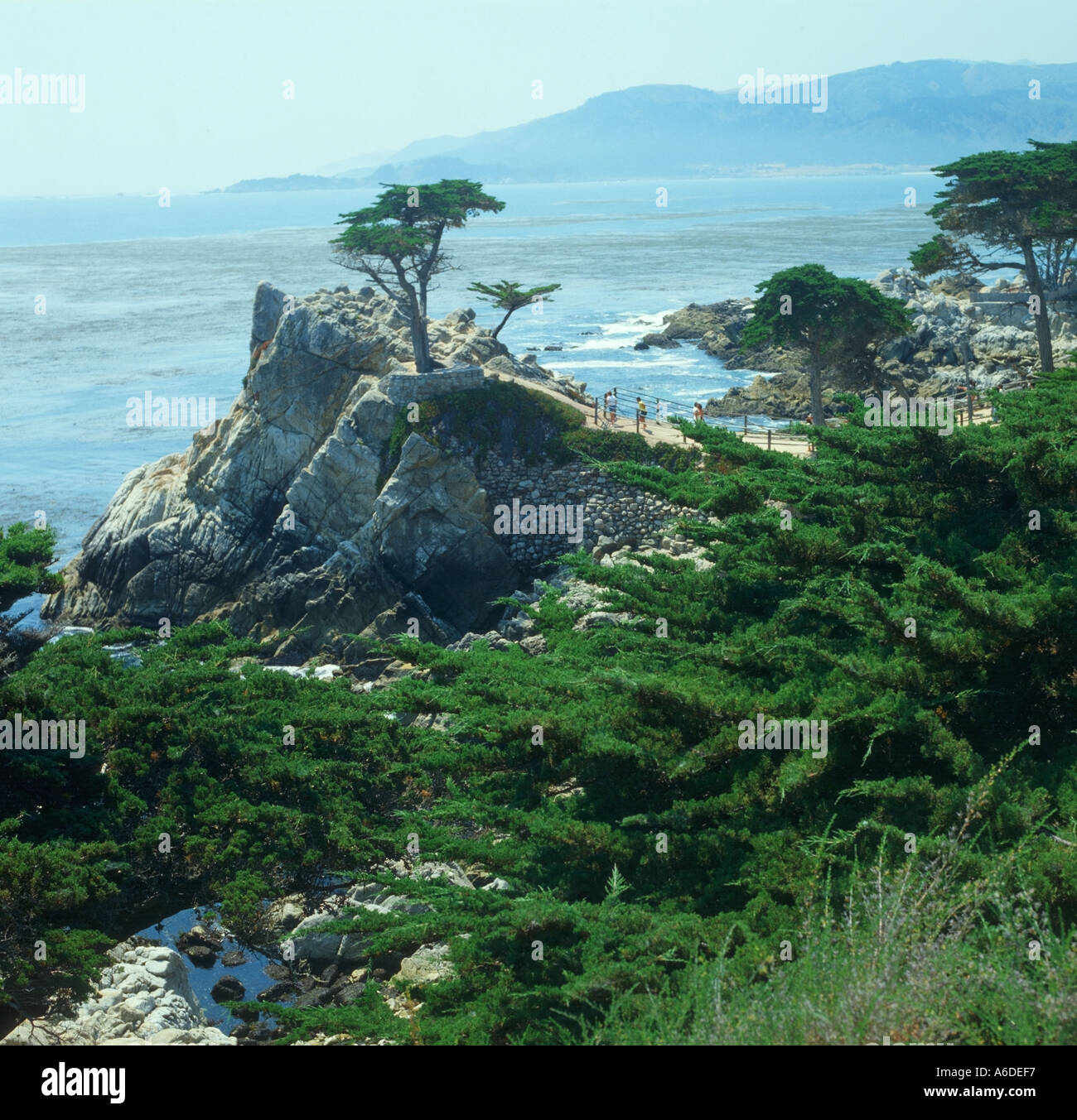 Lone Cypress tree near Carmel California Stock Photo