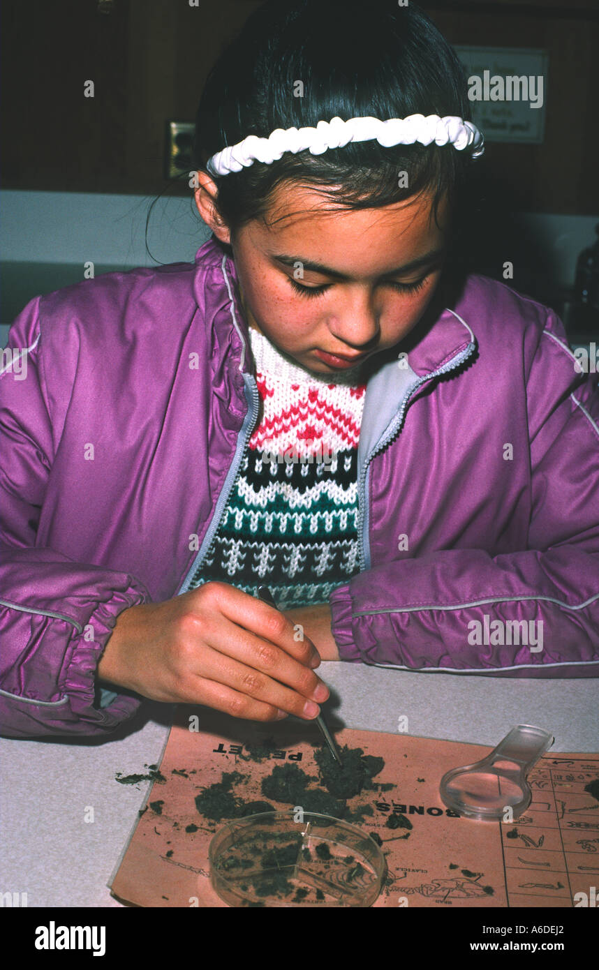 16447 ten year old girl examines owl pellet Stock Photo