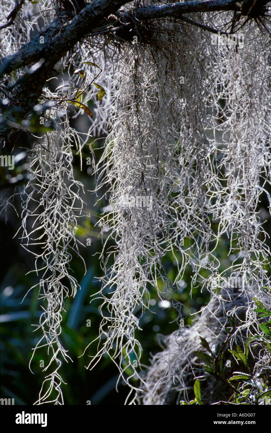 Spanish moss Tillandsia usneoides Martin County scrub Stock Photo - Alamy
