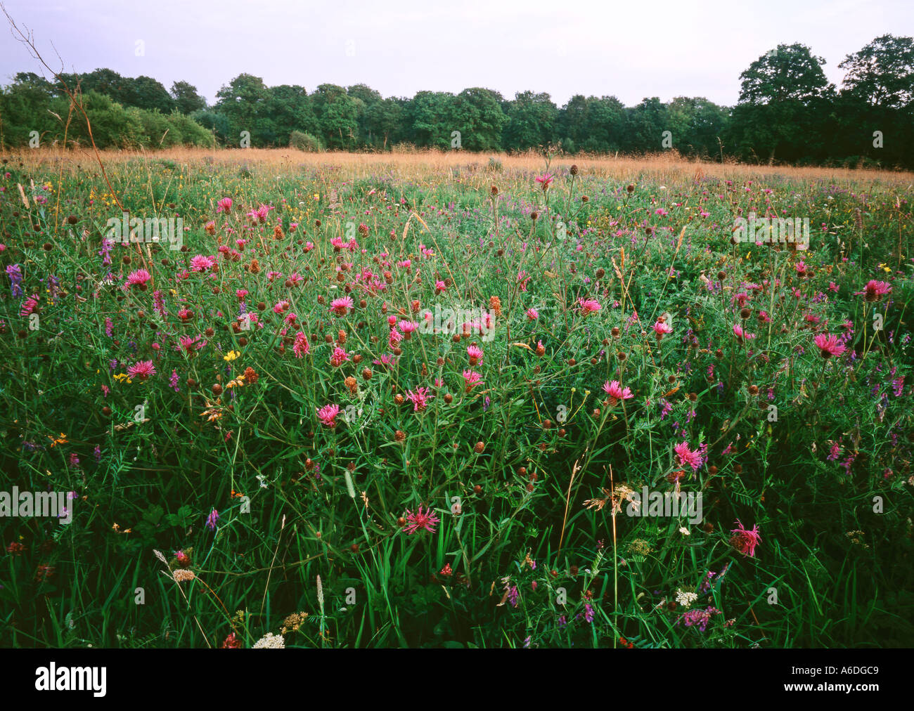 Variety late summer wildflowers hi-res stock photography and images - Alamy