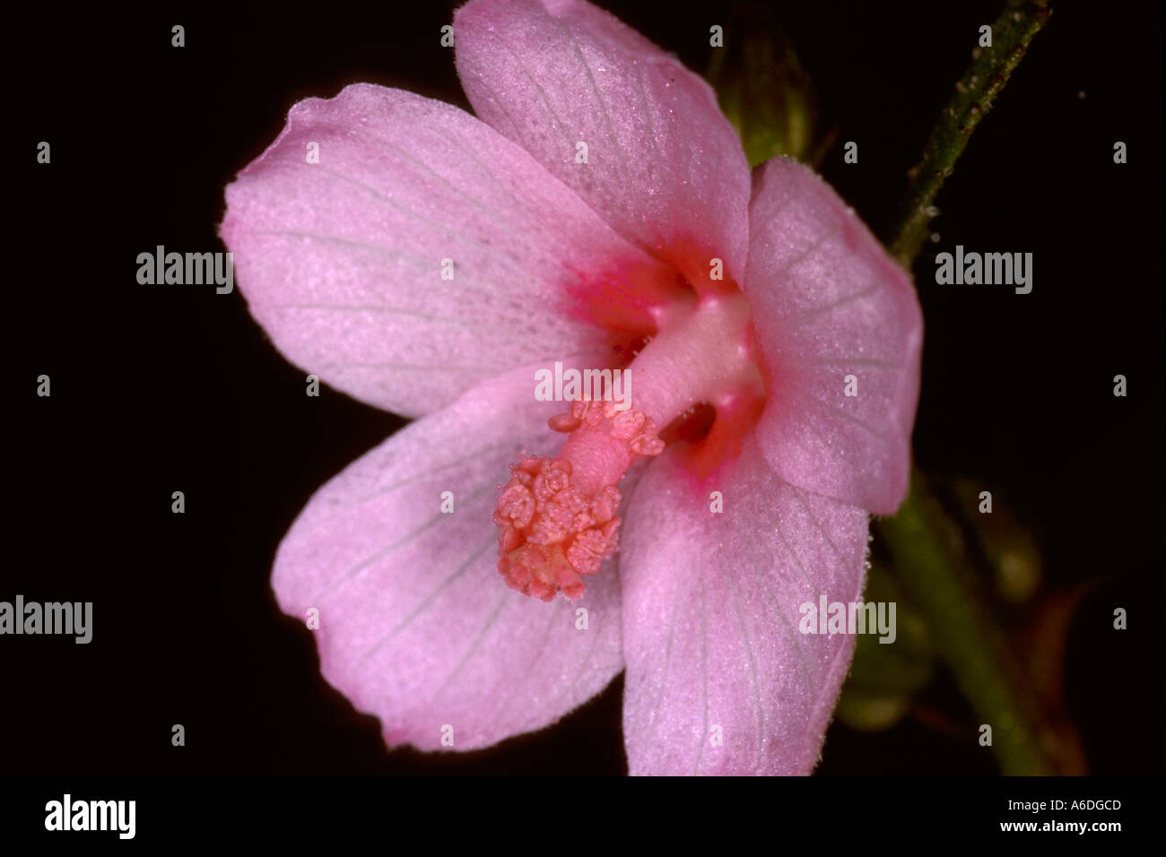 caesar weed Urena lobata flower Stock Photo