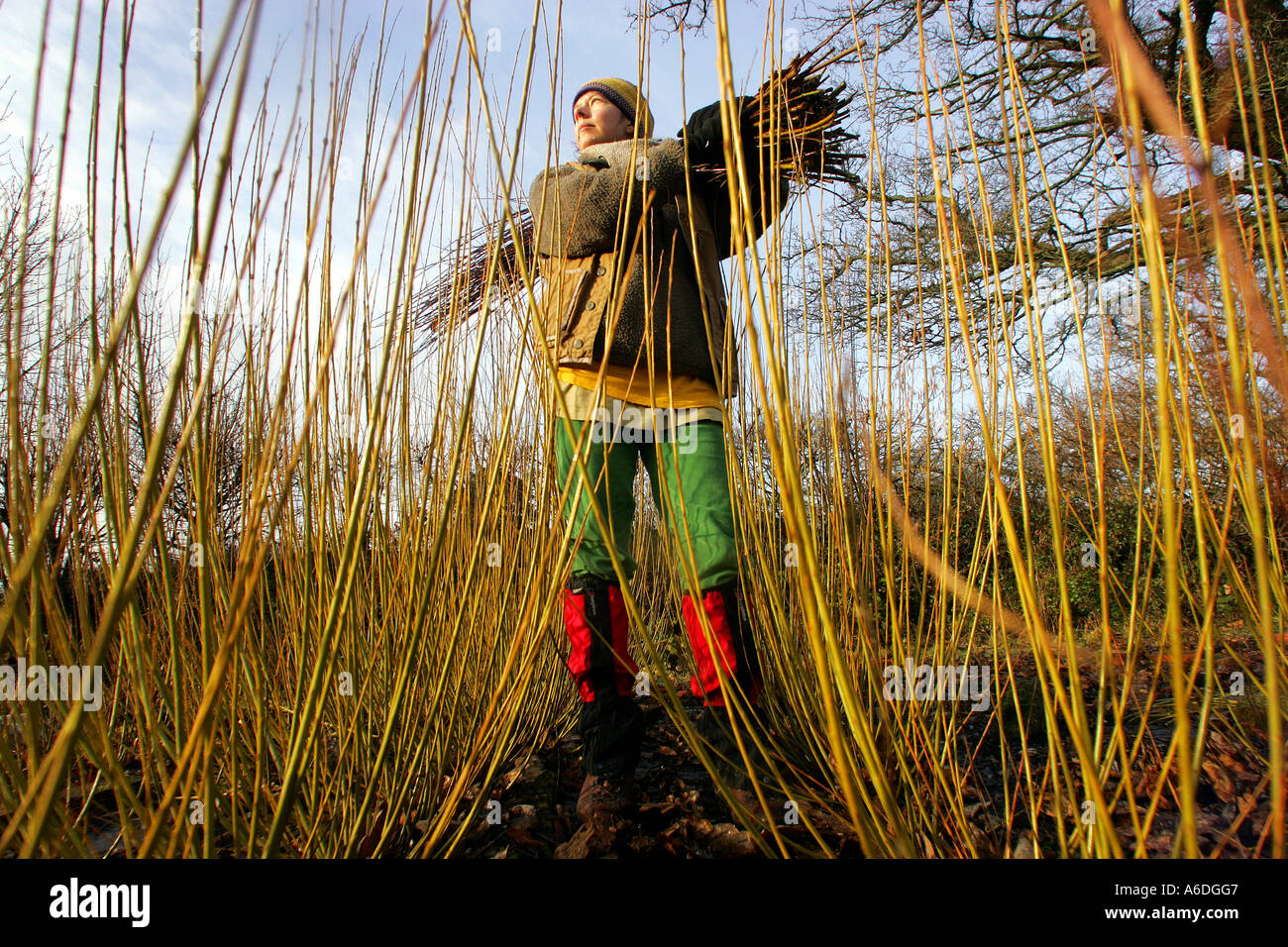 Basket weaver Sarah Pank cutting willow in Devon UK Stock Photo Alamy
