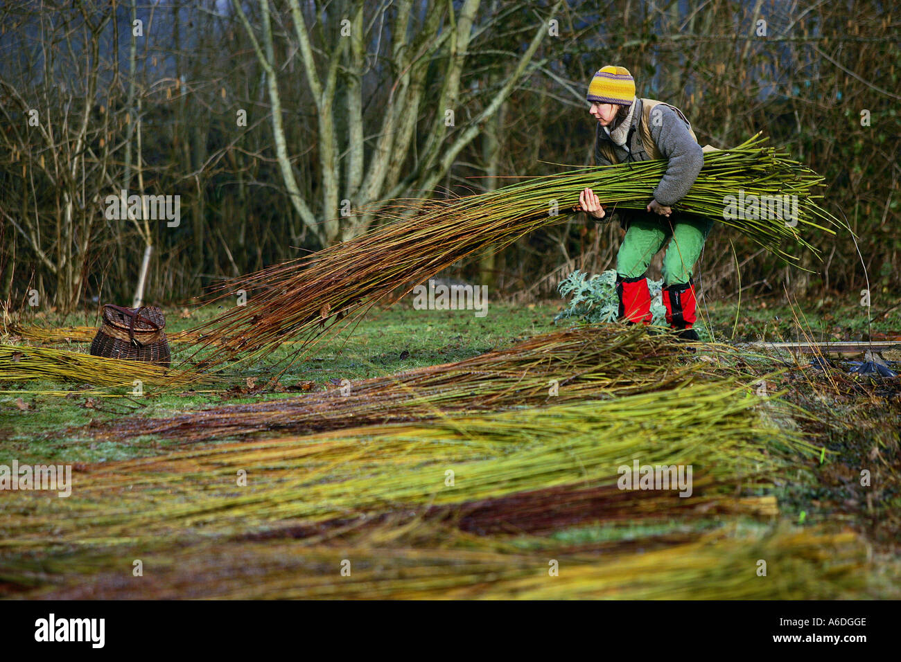 Basket weaver Sarah Pank cutting willow in Devon UK Stock Photo Alamy