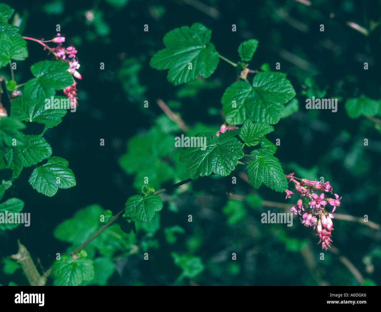19452 flowering currant Ribes sanquineum flowers Stock Photo