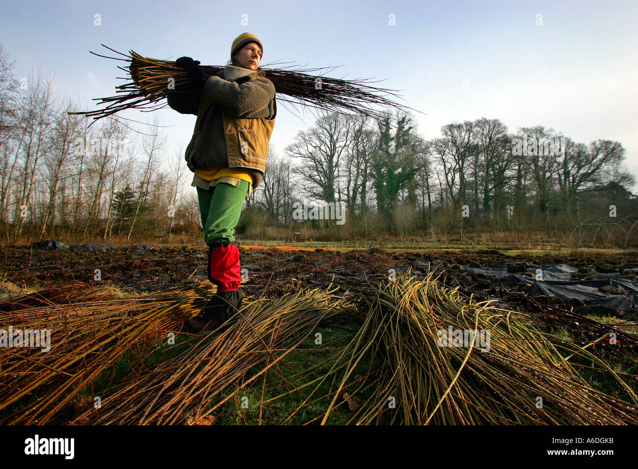 Basket weaver Sarah Pank cutting willow in Devon UK Stock Photo Alamy