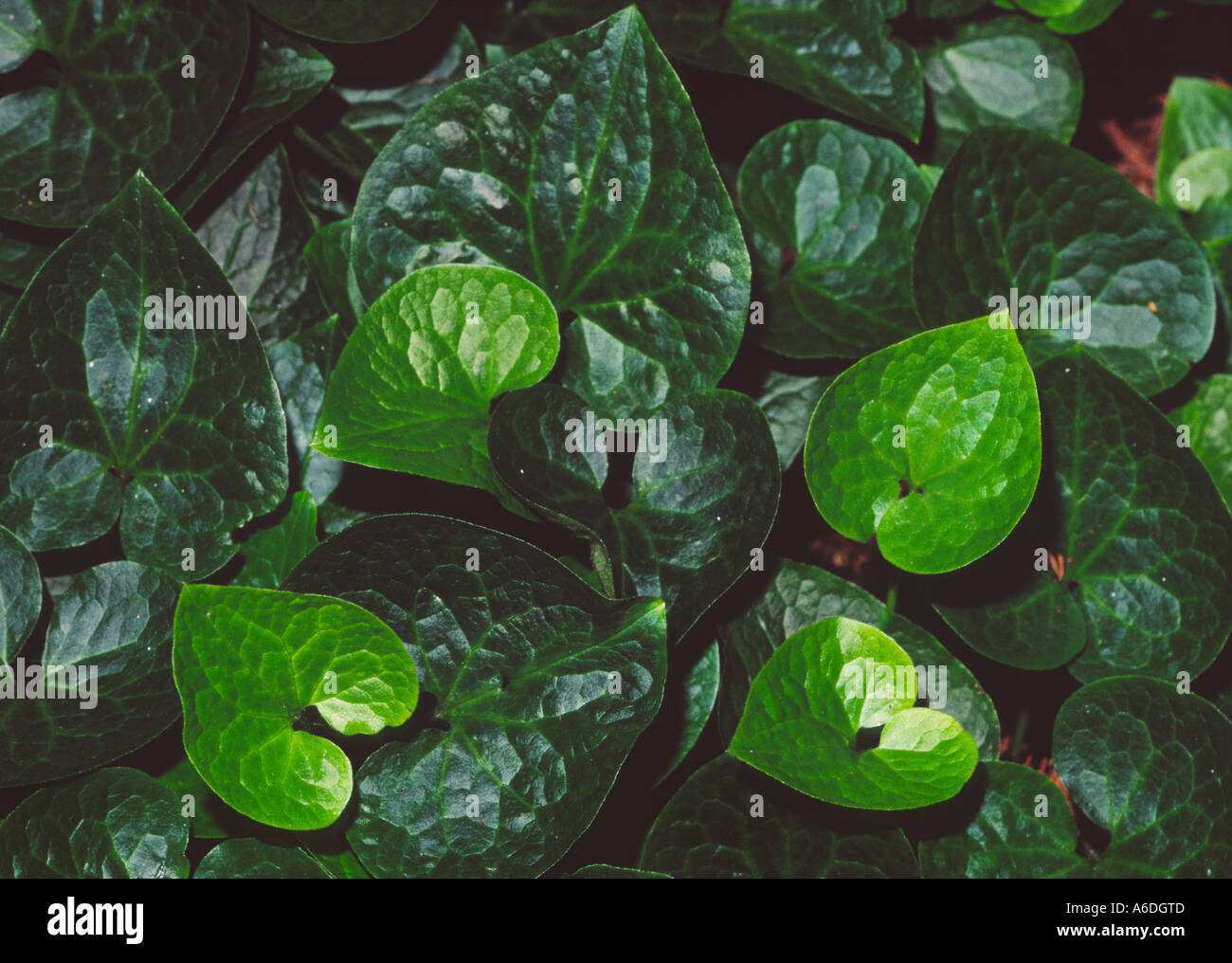 24396 Wild Ginger Asarum caudatum leaves often found in redwood forests Stock Photo