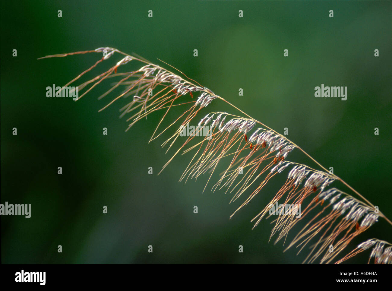 lopsided indiangrass Sorghastrum secundum Martin County scrubby flatwoods Stock Photo