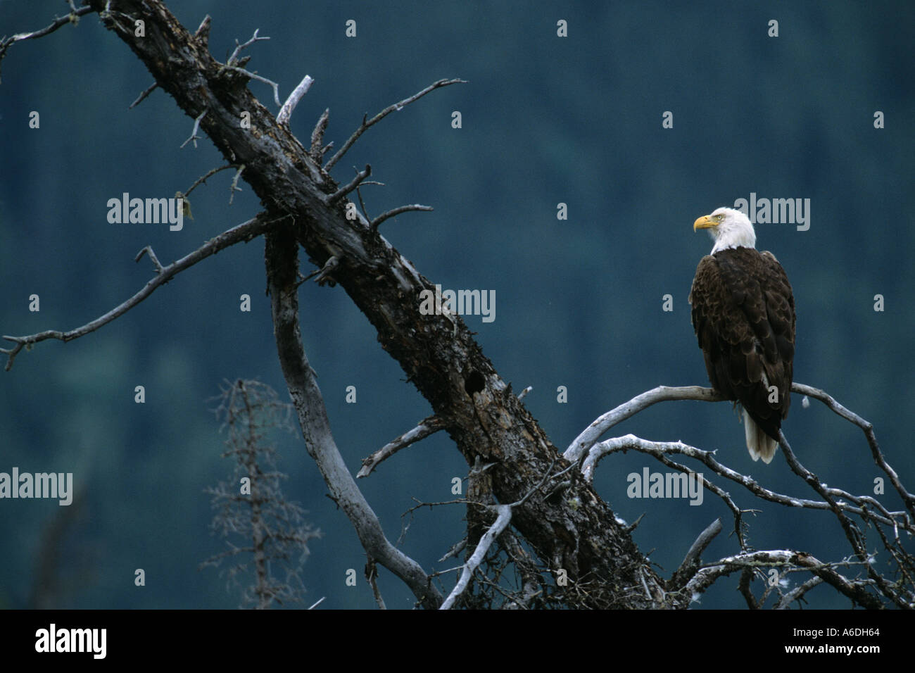 Snag, yukon, canada hi-res stock photography and images - Alamy