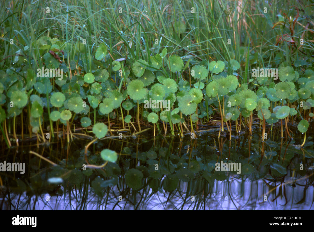 water or marsh pennywort Hydrocotyle umbellata Okeechobee County river Stock Photo