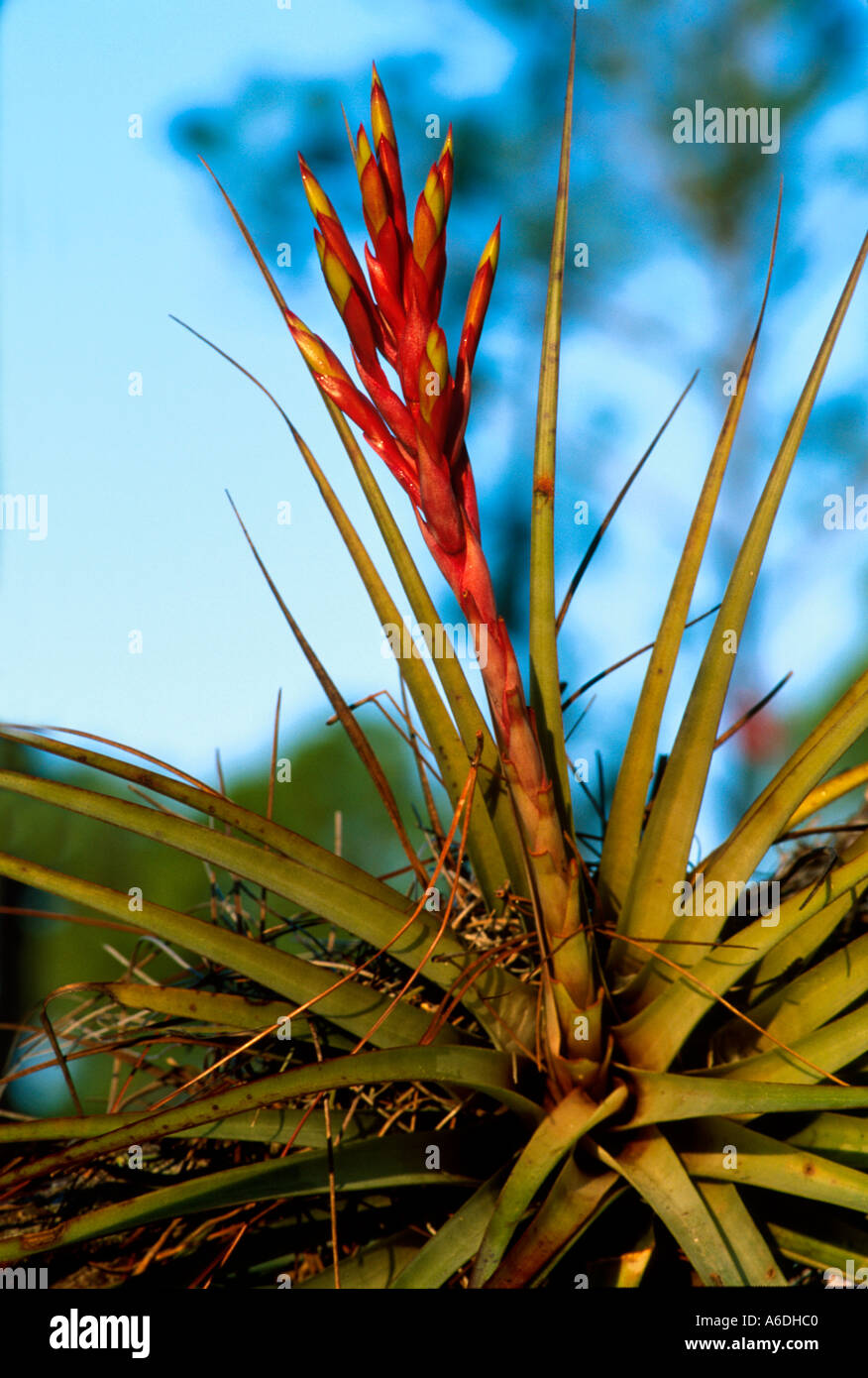 wild pine quill leaf Tillandsia fasciculata Martin County Dupuis