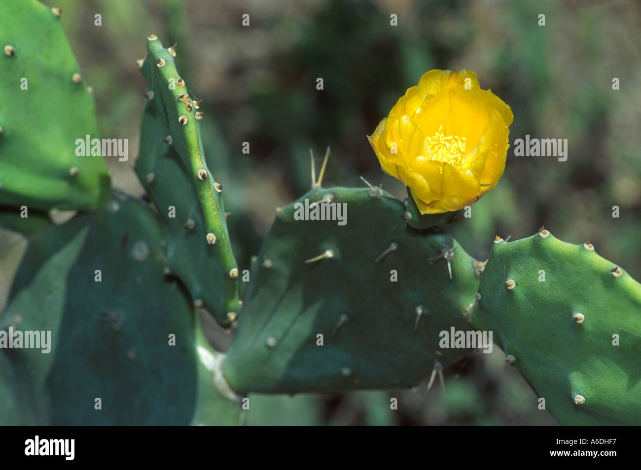 prickly pear indian fig Opuntia stricta cactus Stock Photo