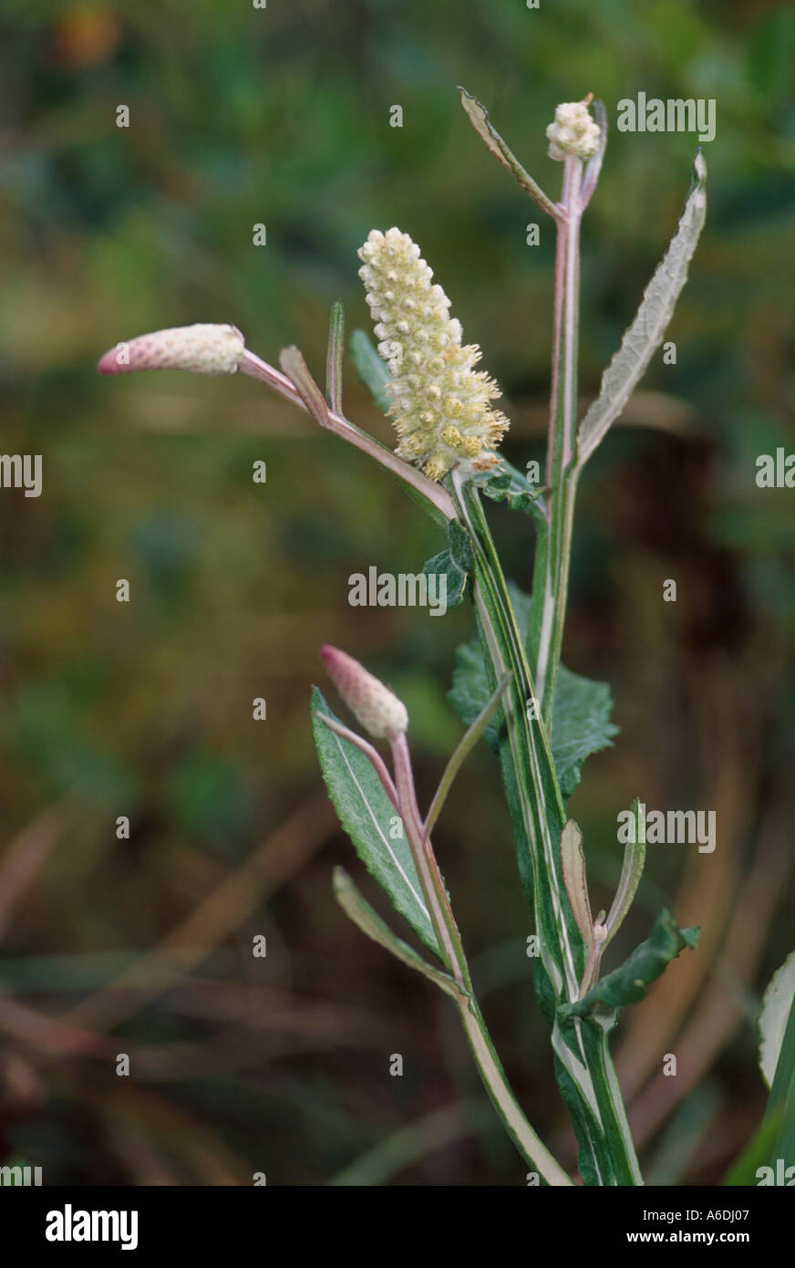 blackroot Pterocaulon pyconstachyum Stock Photo