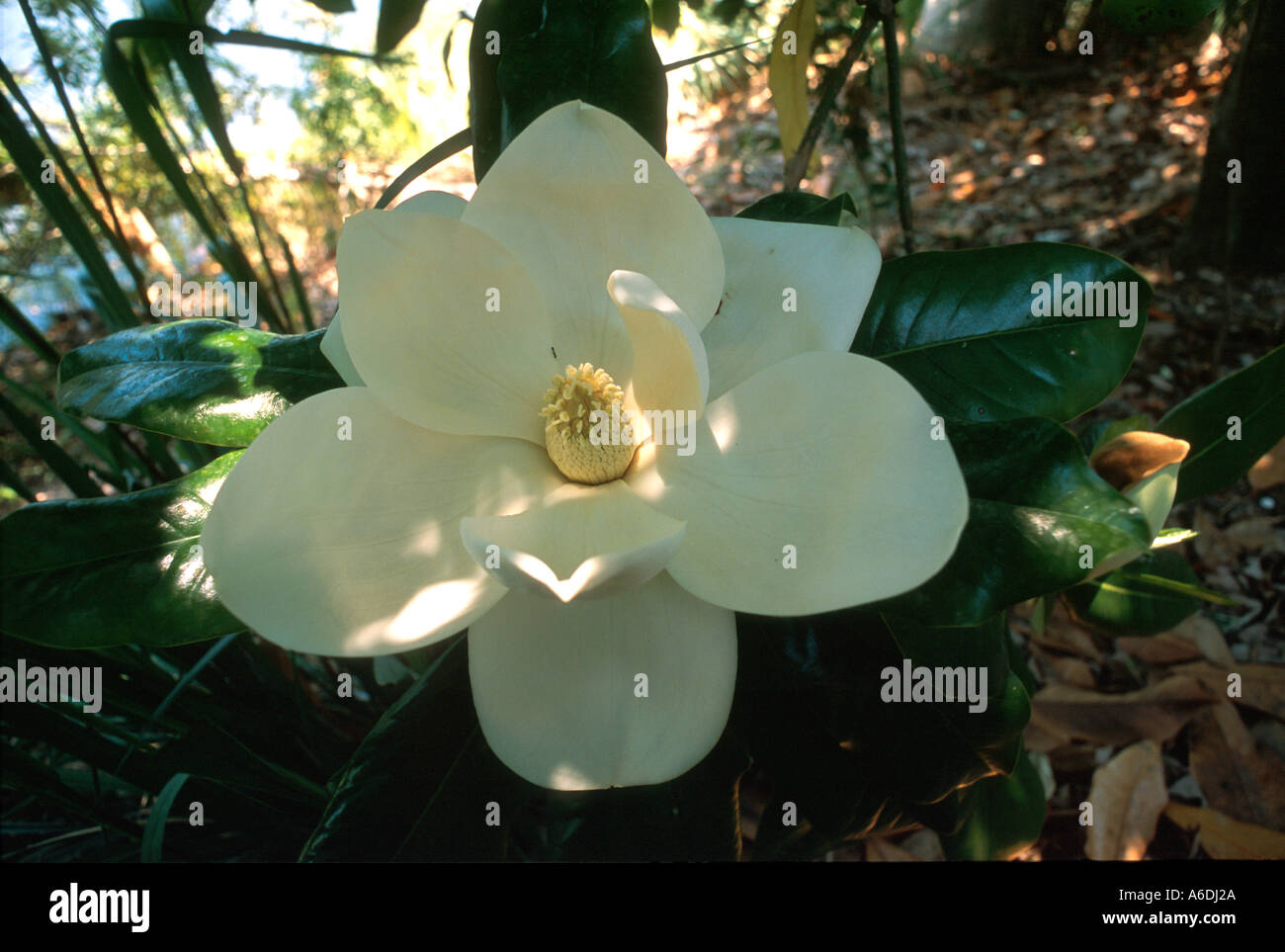 Southern Magnolia Magnolia Grandiflora Flowers Trees Stock Photo - Alamy