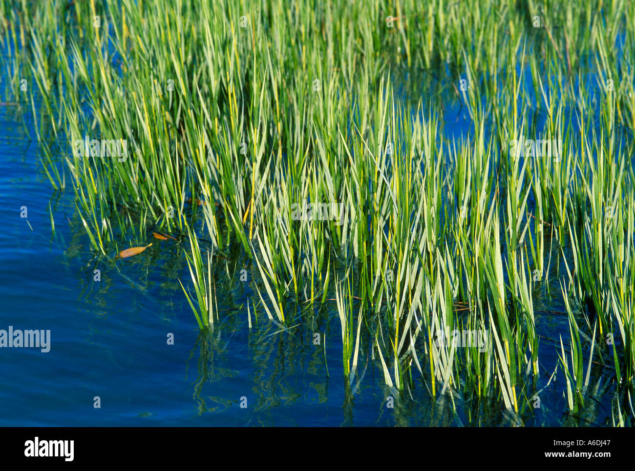 saltmarsh cordgrass Spartina alterniflora Martin County Saint Lucie Inlet area Indian River lagoon estuary Stock Photo