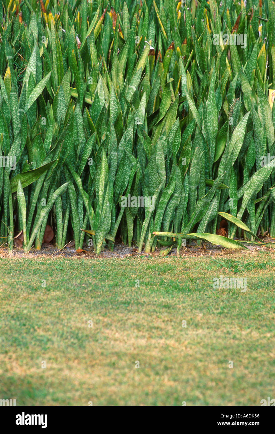 mother in laws tongue Sansevieria sp A Florida exotic plant Stock Photo -  Alamy