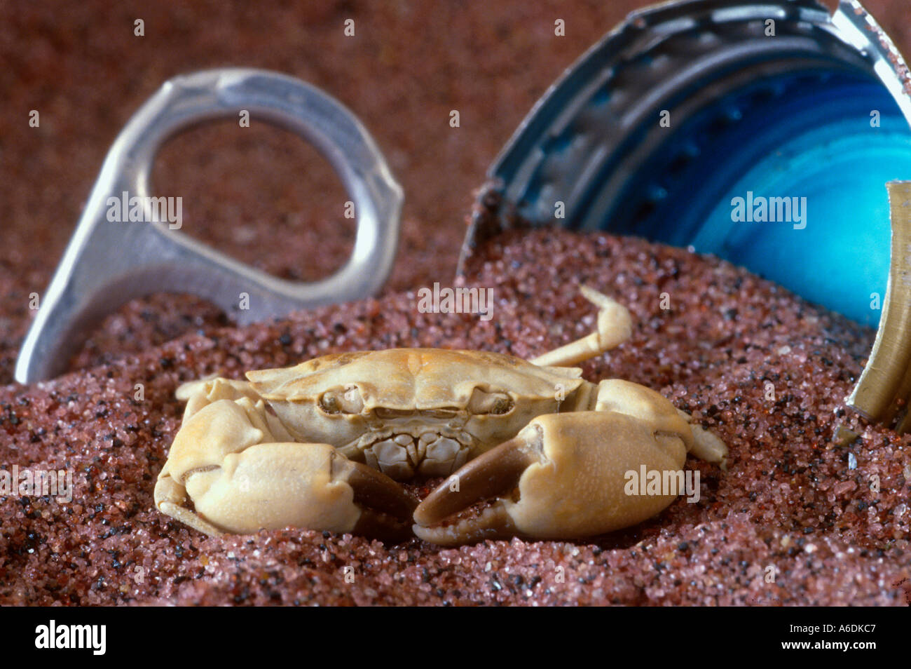 pollution garbage image Dead crab with can tab and screw cap on purple sand Stock Photo