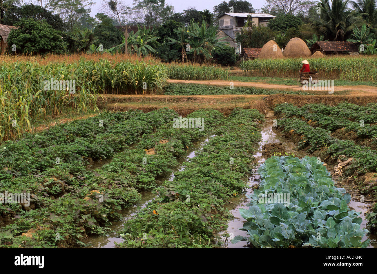 Vegetables grown as cash crop Thai Nguyen province Vietnam Stock Photo