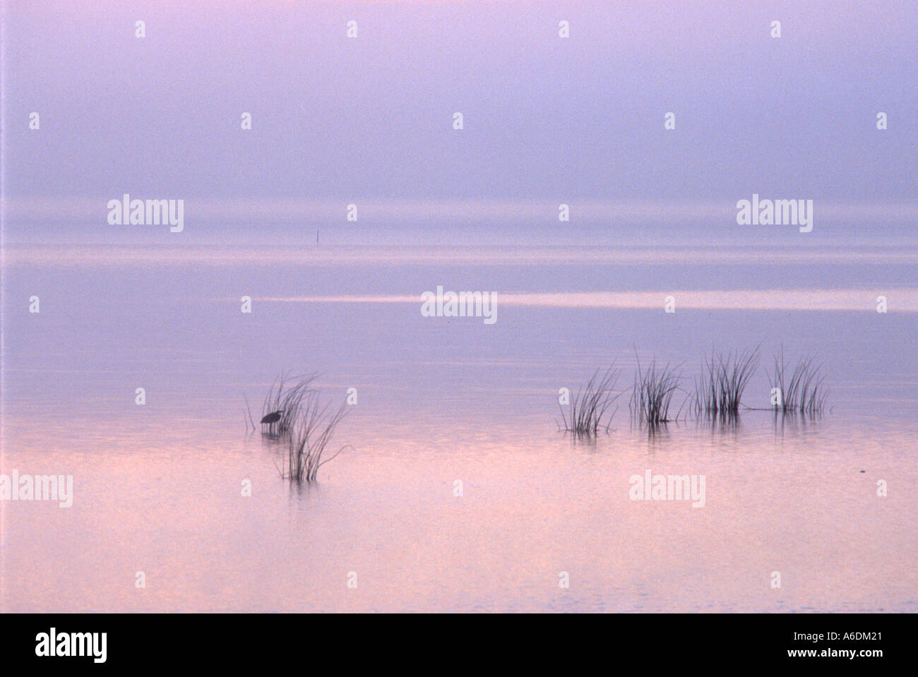 great blue heron stands among grass emerging from Lake Okeechobee in
