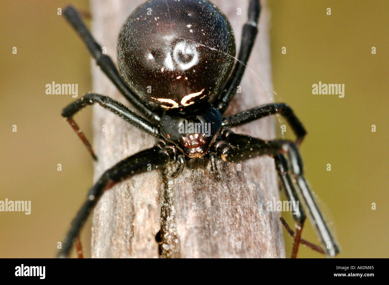 black widow spider Latrodectus mactans female Stock Photo