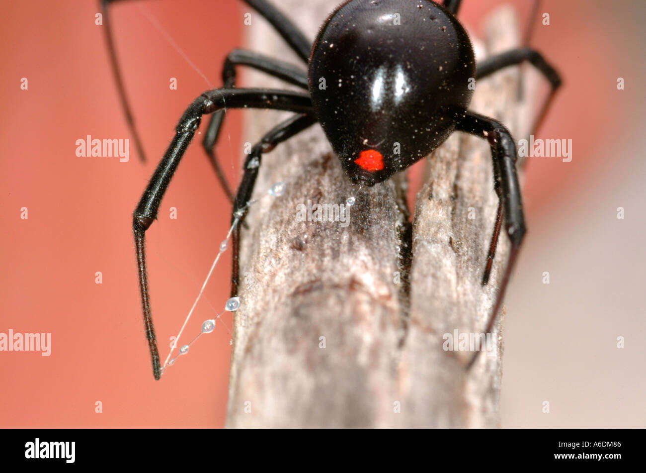 Black Widow Spider (Latrodectus) 